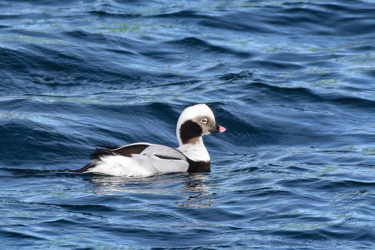 Long-tailed Duck - ML304250191