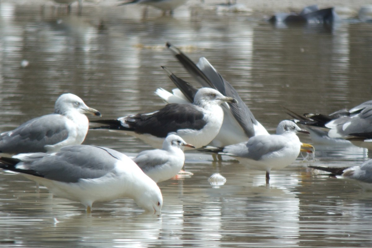 Lesser Black-backed Gull (fuscus) - ML304255831