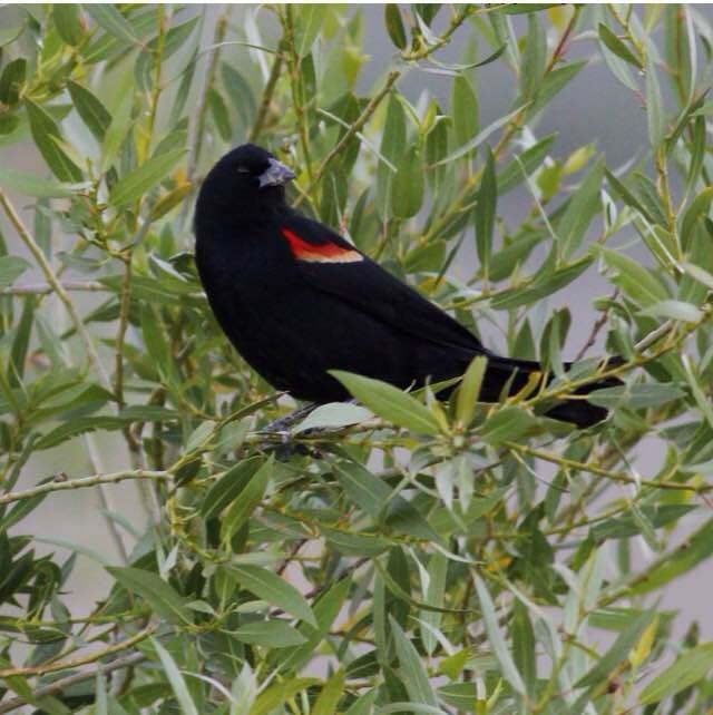 Red-winged Blackbird - Colin Dillingham