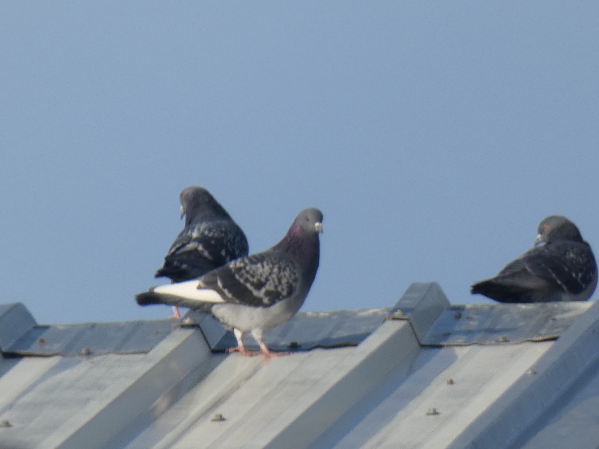 Rock Pigeon (Feral Pigeon) - ML304270981