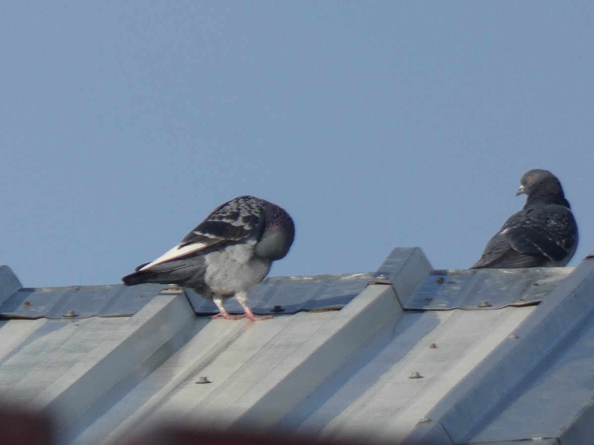 Rock Pigeon (Feral Pigeon) - ML304271001