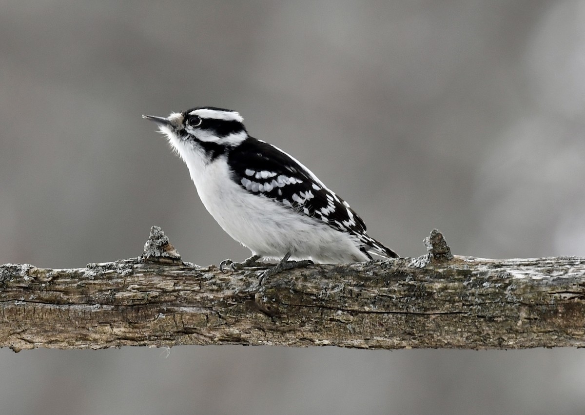 Downy Woodpecker - Carly Rodgers