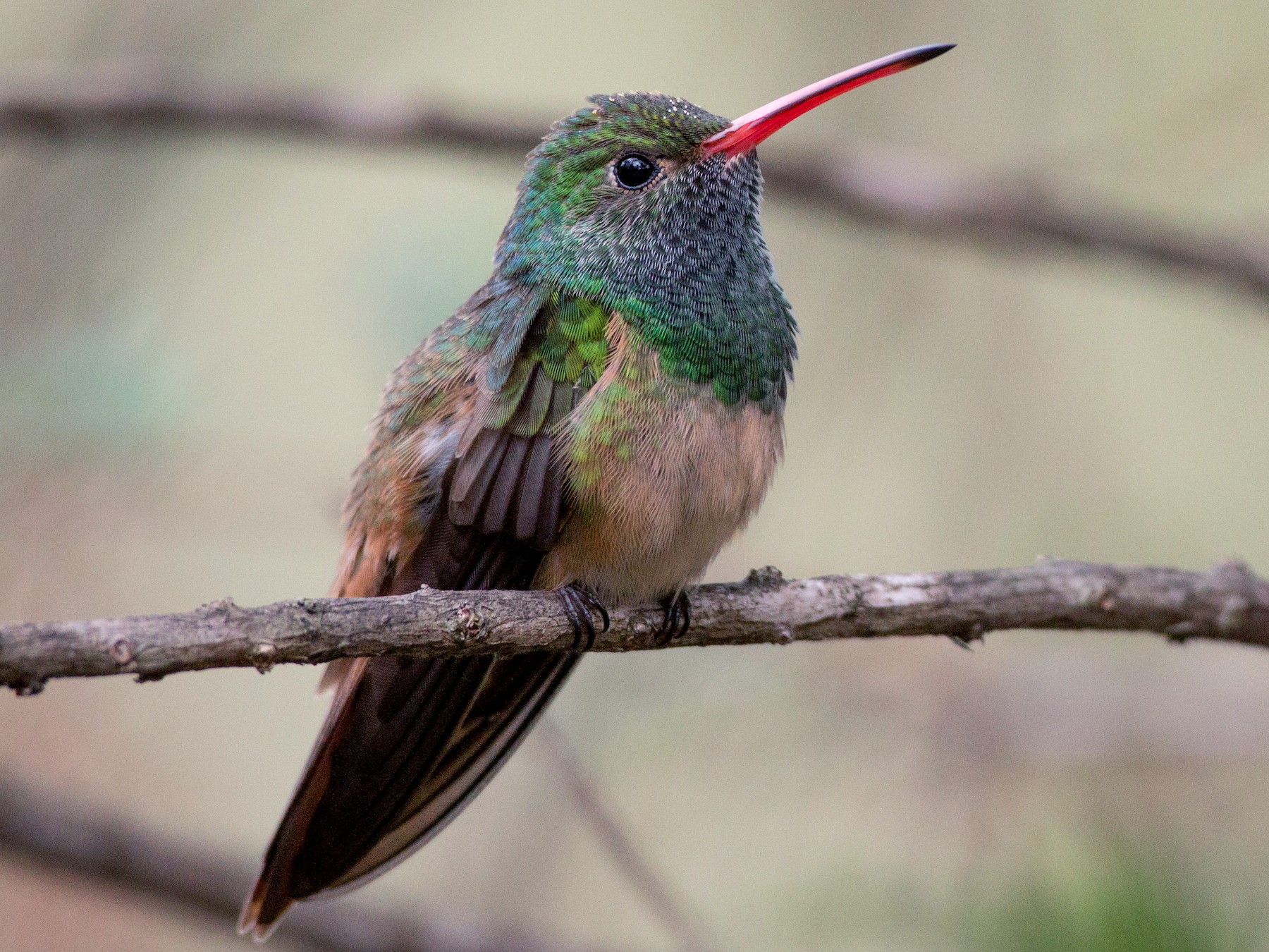 Buff-bellied Hummingbird - Ian Davies