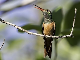  - Buff-bellied Hummingbird