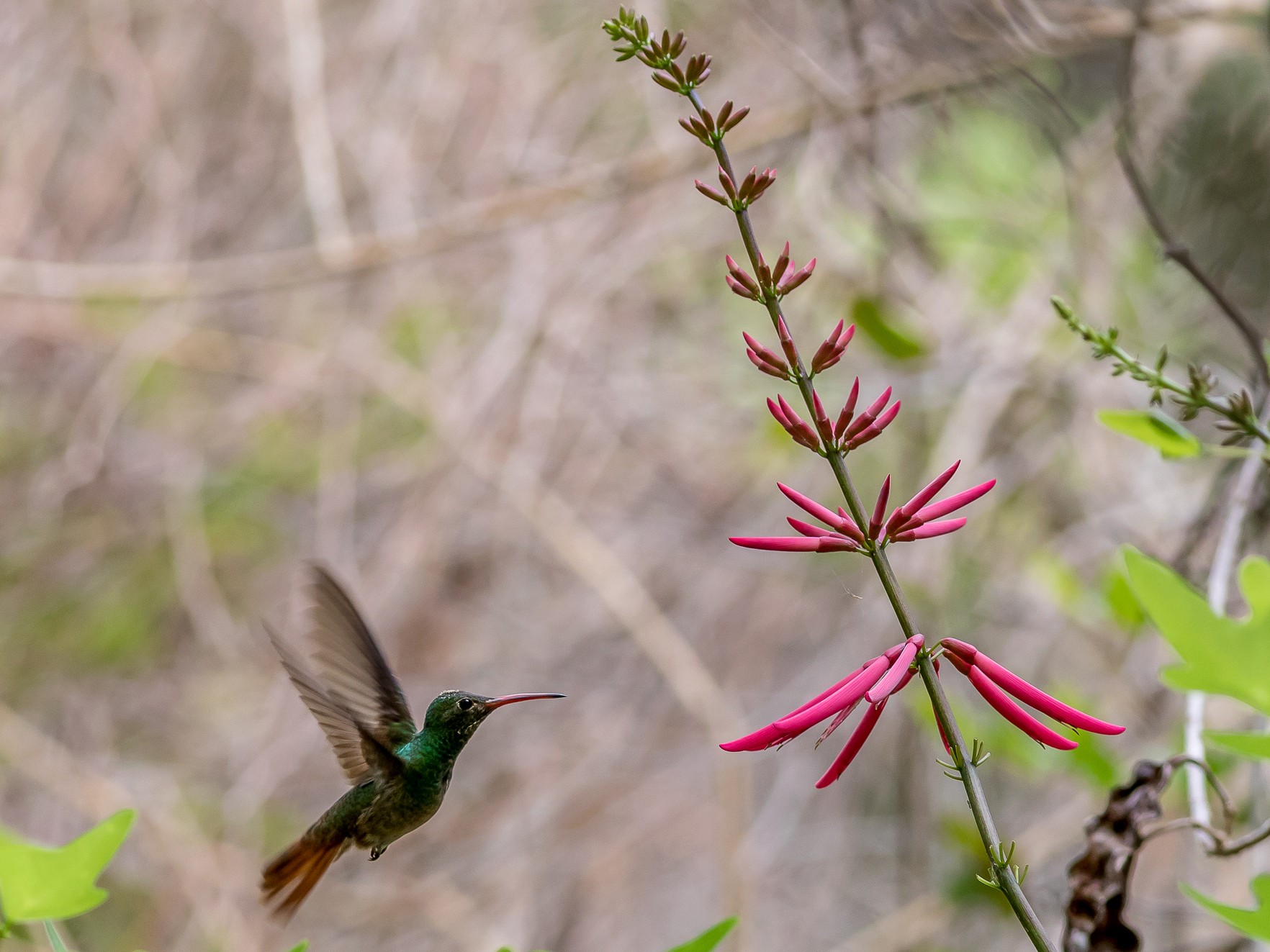 Buff-bellied Hummingbird - aaron evans
