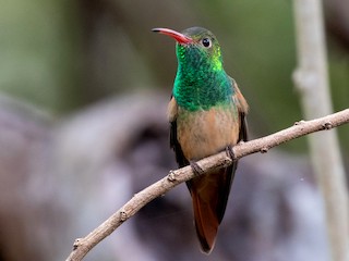  - Buff-bellied Hummingbird