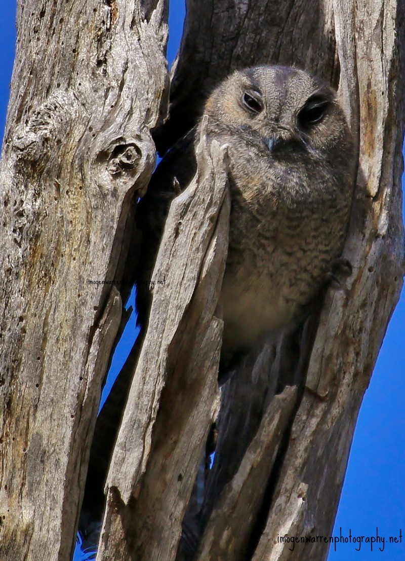 Australian Owlet-nightjar - ML30427831