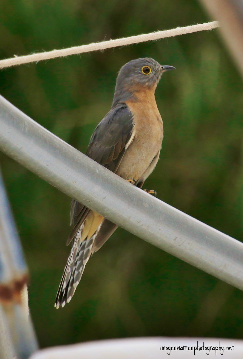 Fan-tailed Cuckoo - Imogen Warren