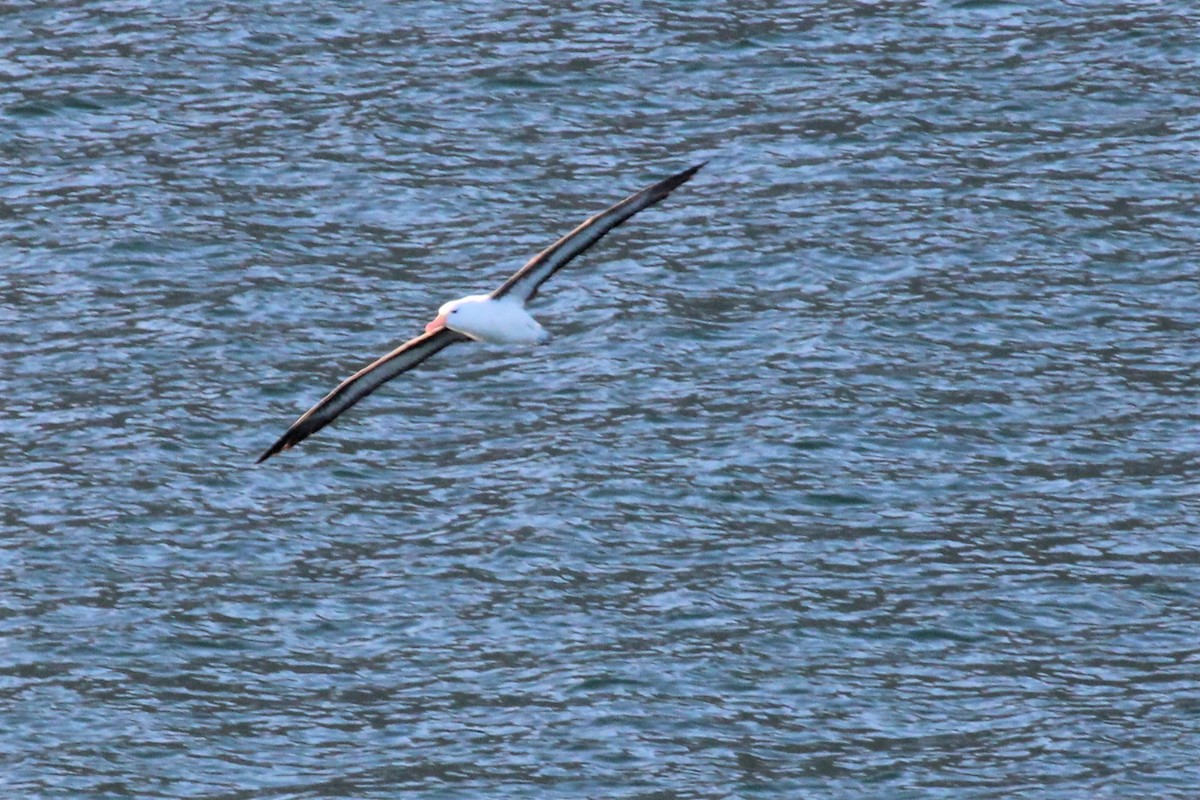 Black-browed Albatross - ML304281861