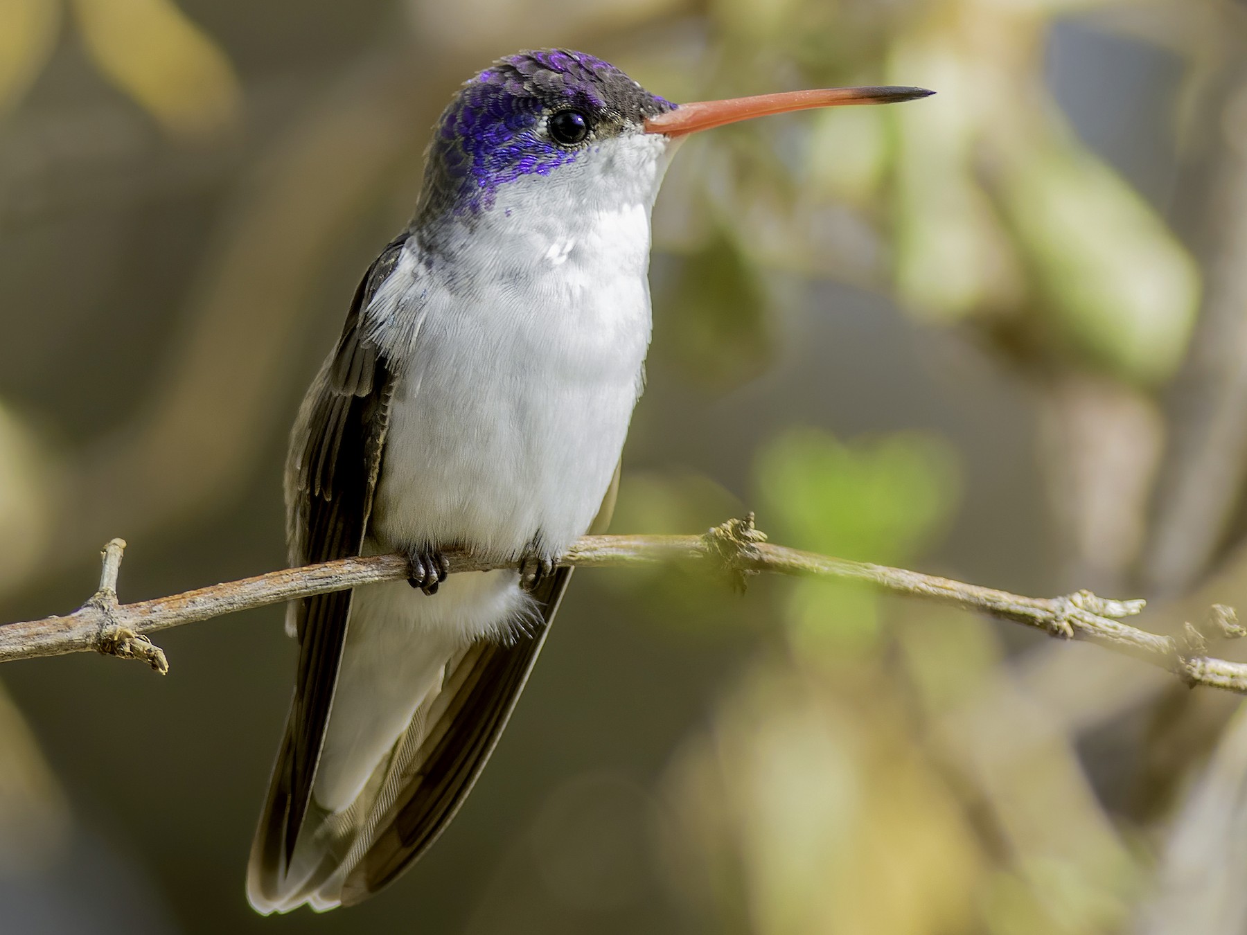 Violet Crowned Hummingbird Ebird