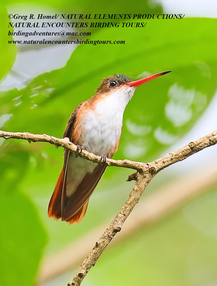 Green-fronted Hummingbird (Cinnamon-sided) - ML30428791