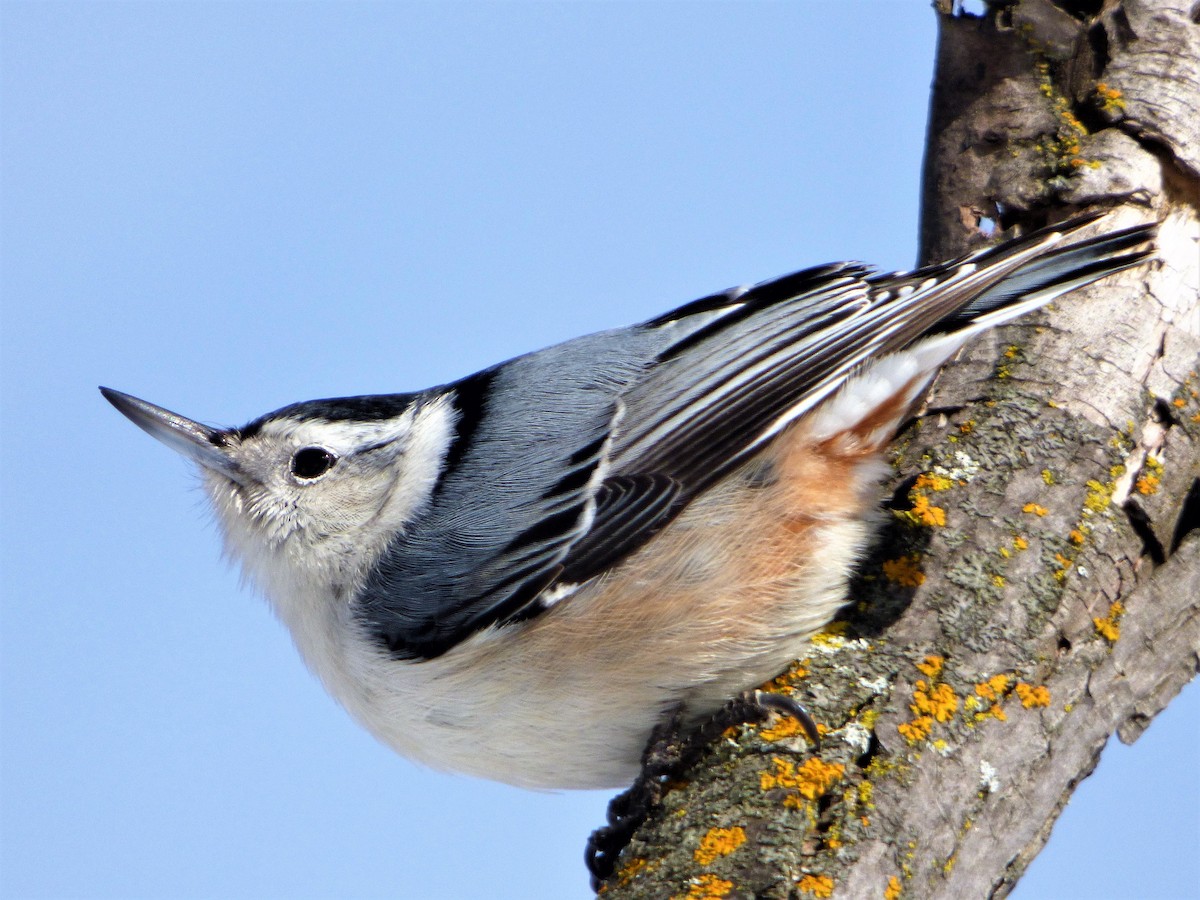 White-breasted Nuthatch - Patrice Blouin