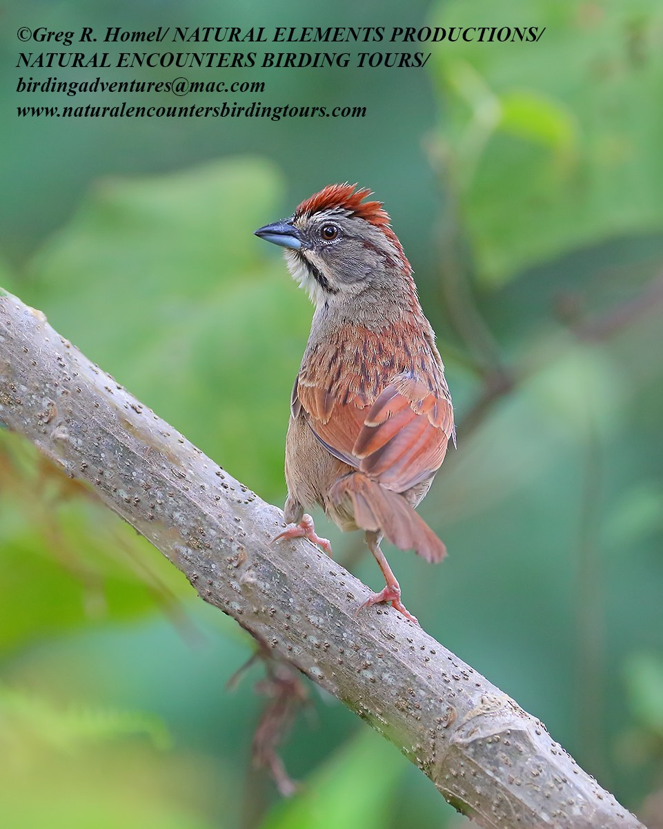 Rusty Sparrow - ML30429191