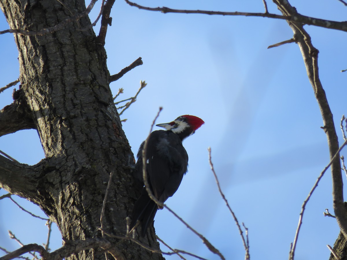 Pileated Woodpecker - ML304294761