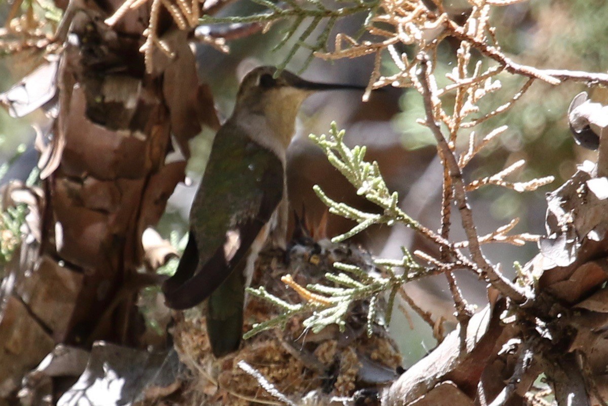 Black-chinned Hummingbird - Laurens Halsey