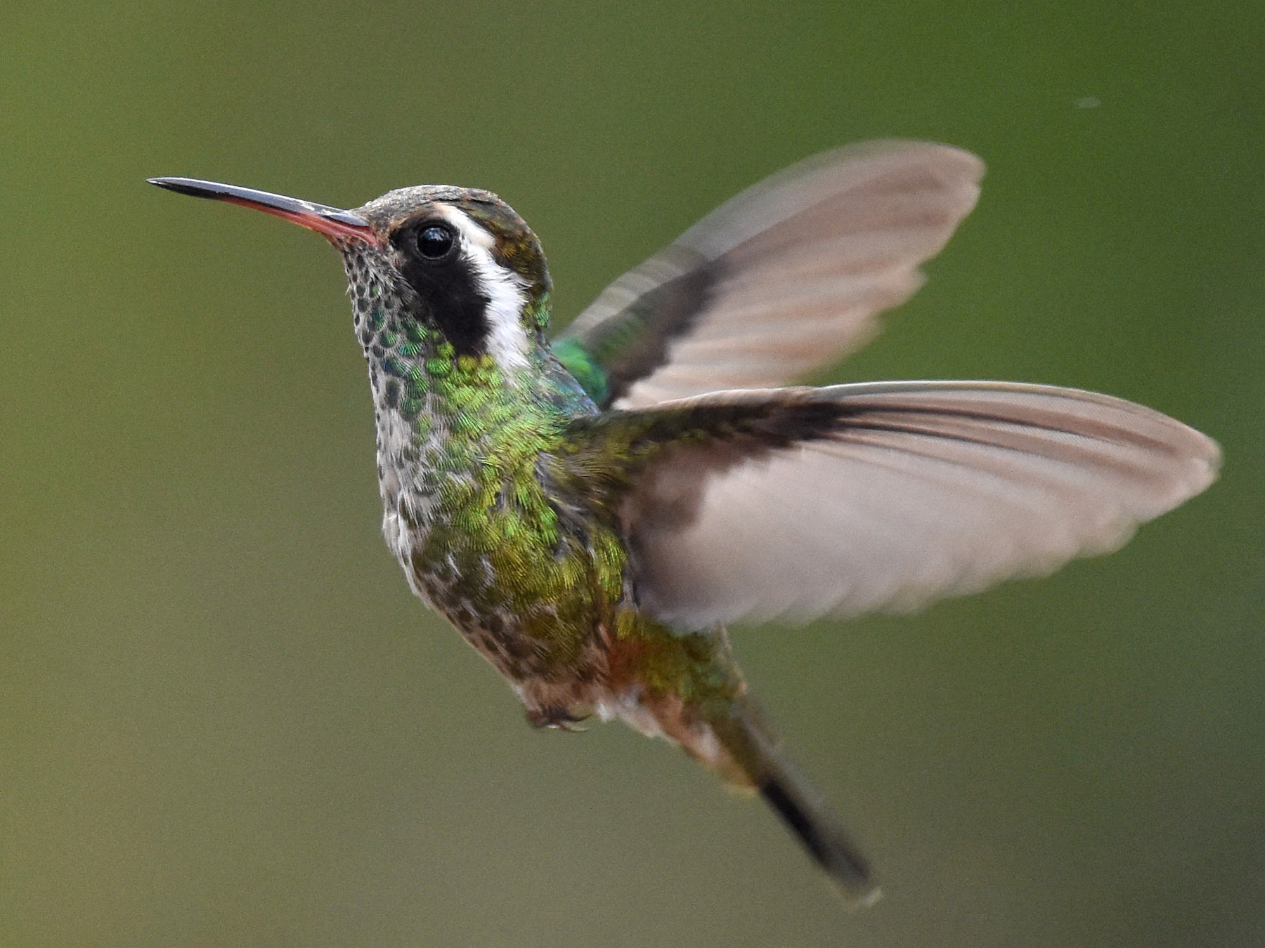 White-eared Hummingbird - Rebecca Hansen