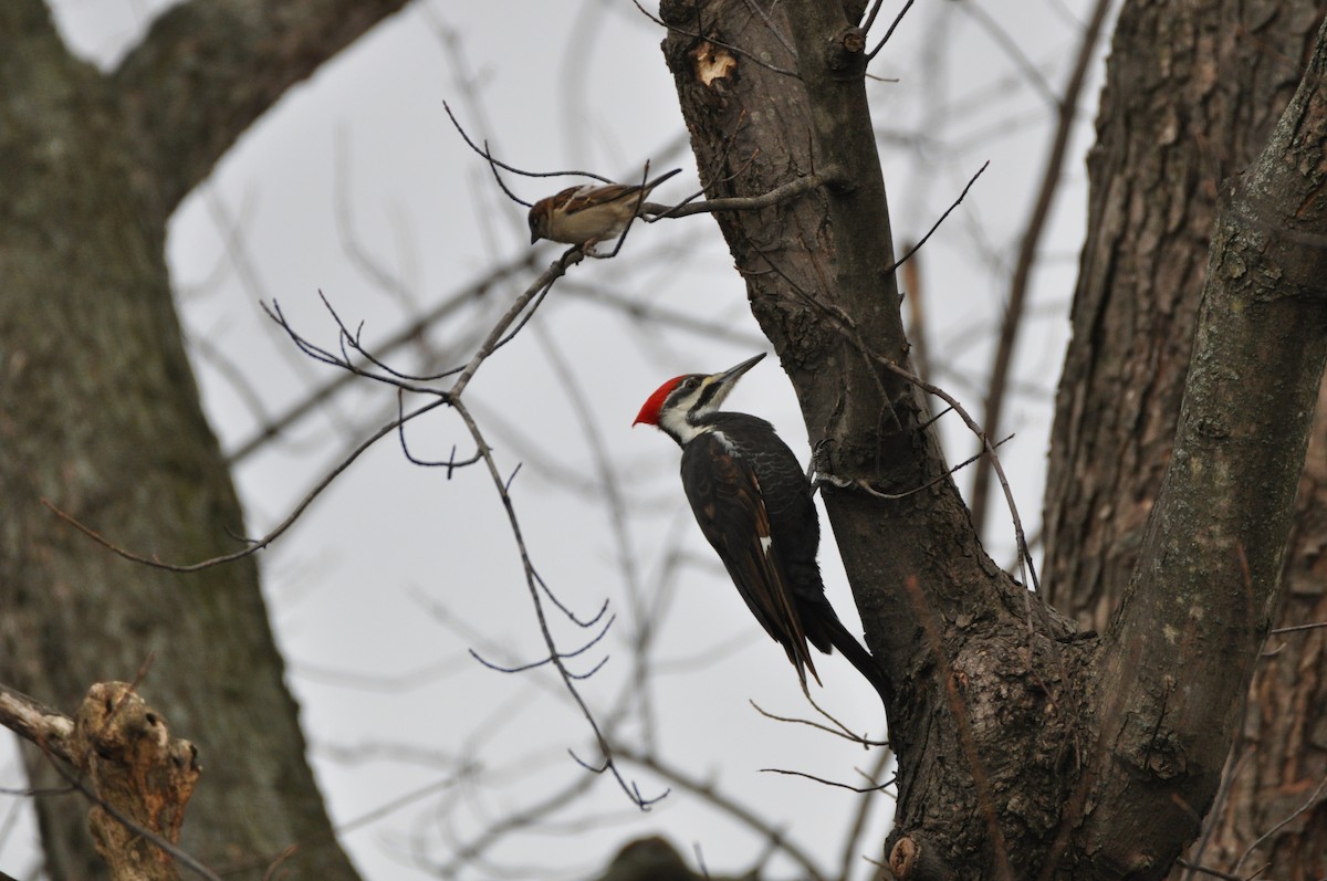 Pileated Woodpecker - ML304297691