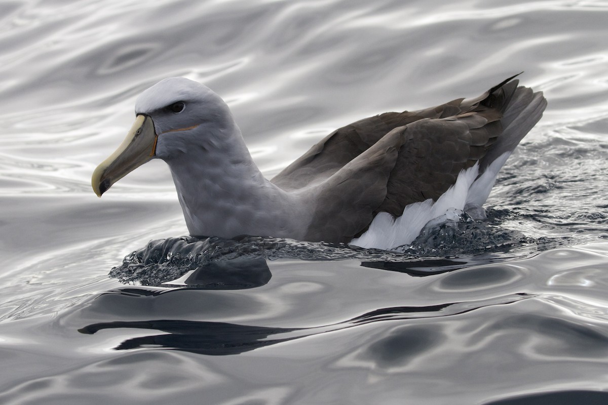 White-capped/Salvin's/Chatham Albatross - ML30429891