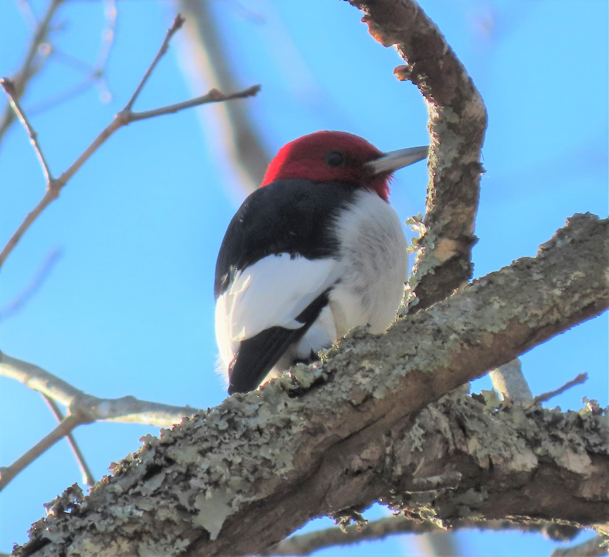 Red-headed Woodpecker - ML304300551