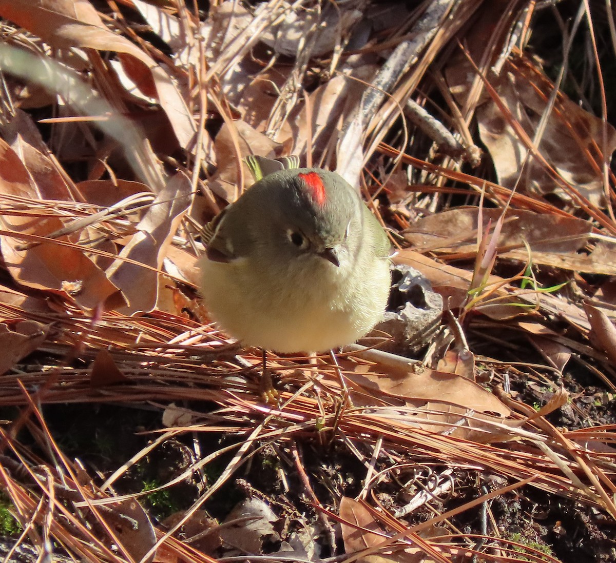 Ruby-crowned Kinglet - Lori Arent