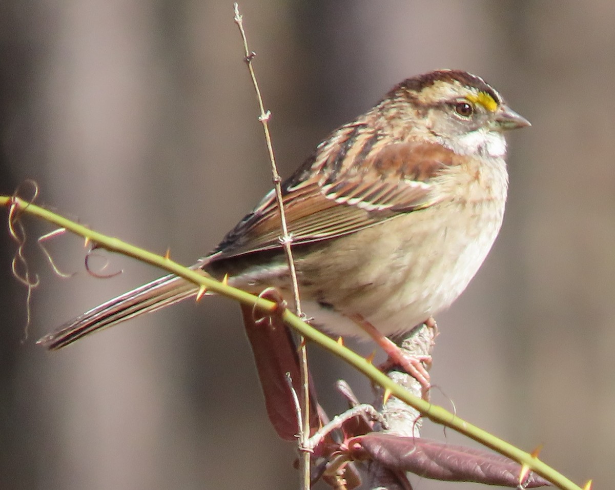 White-throated Sparrow - Lori Arent