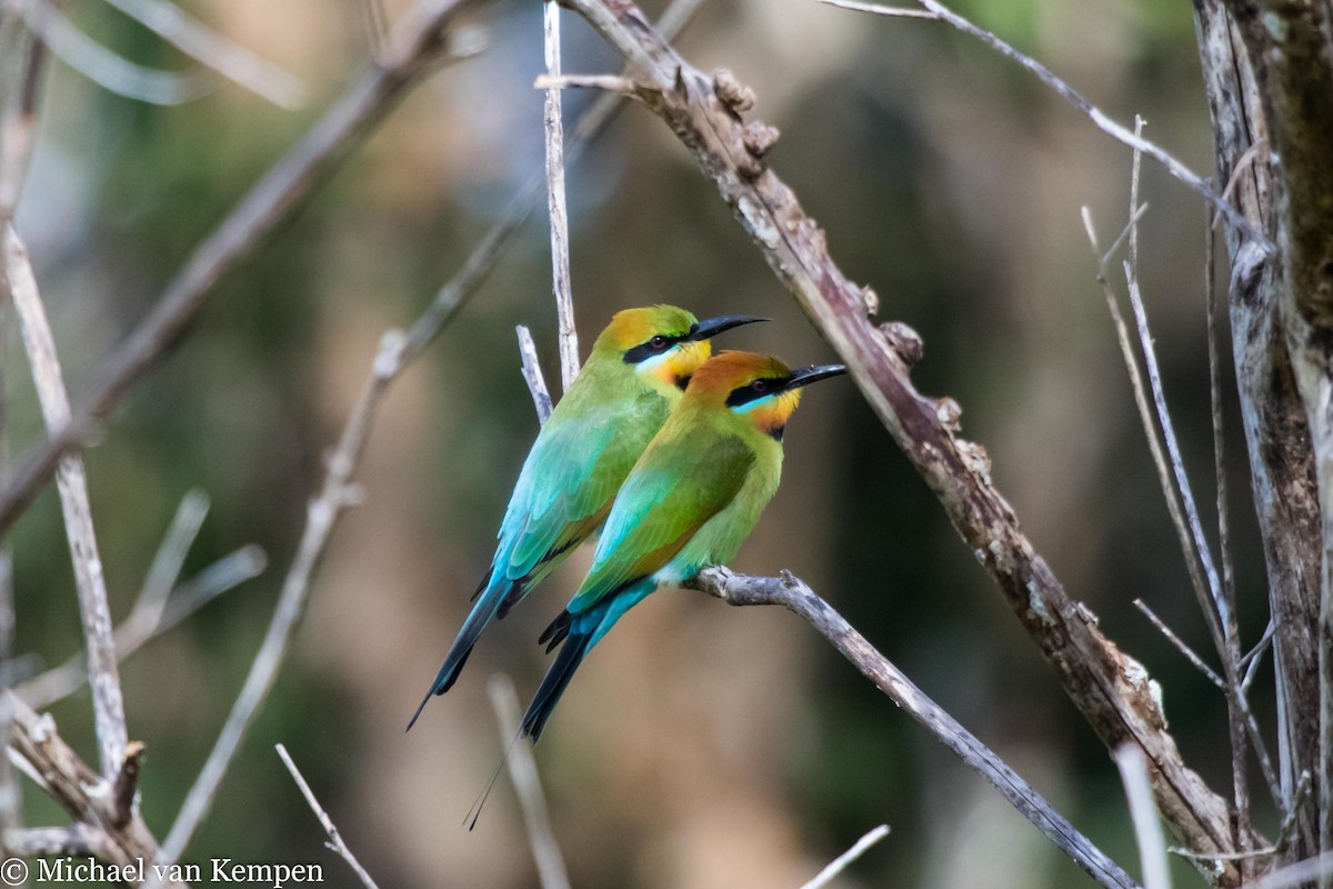 Rainbow Bee-eater - Michael van Kempen