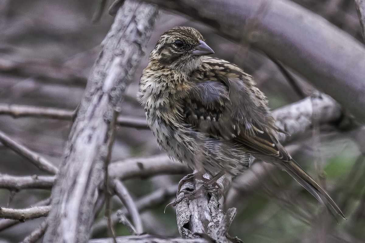 Rufous-collared Sparrow - ML304306471