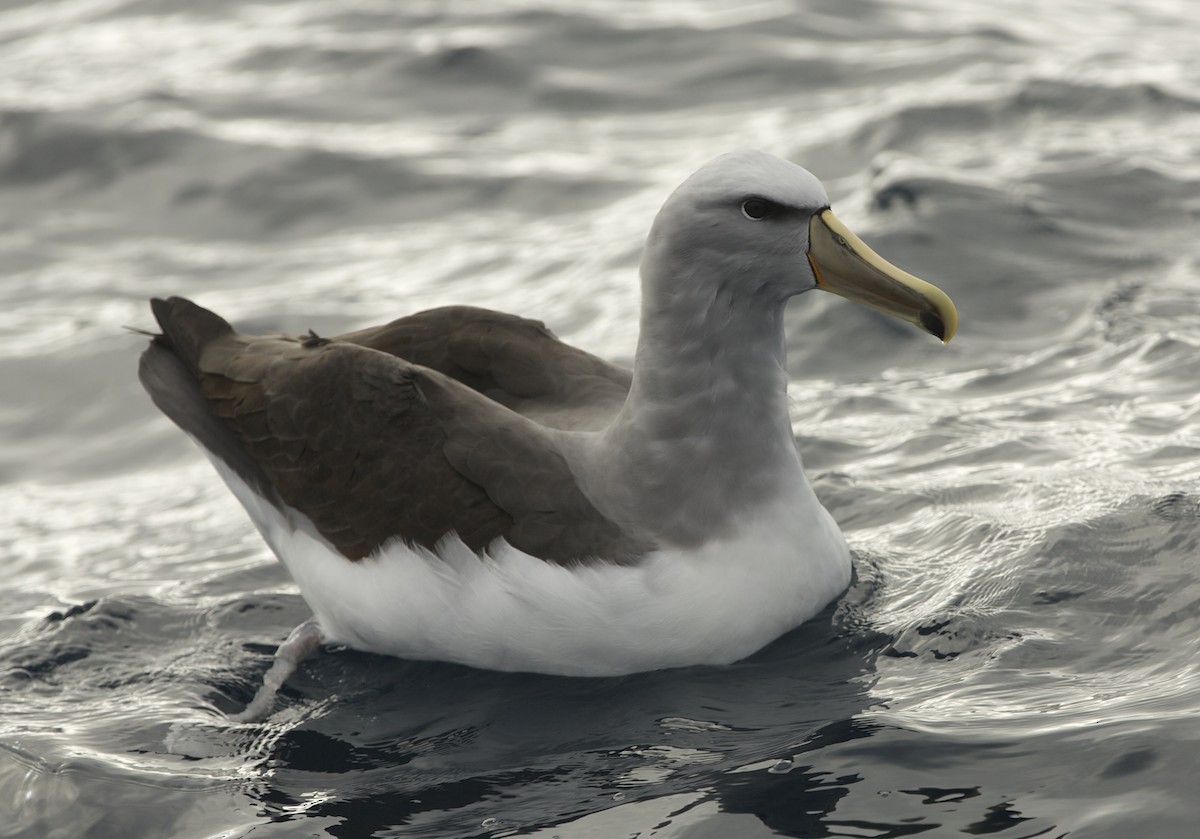 White-capped/Salvin's/Chatham Albatross - ML30430701