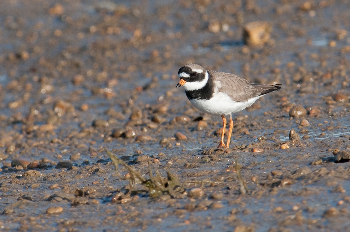 Common Ringed Plover - ML304311011