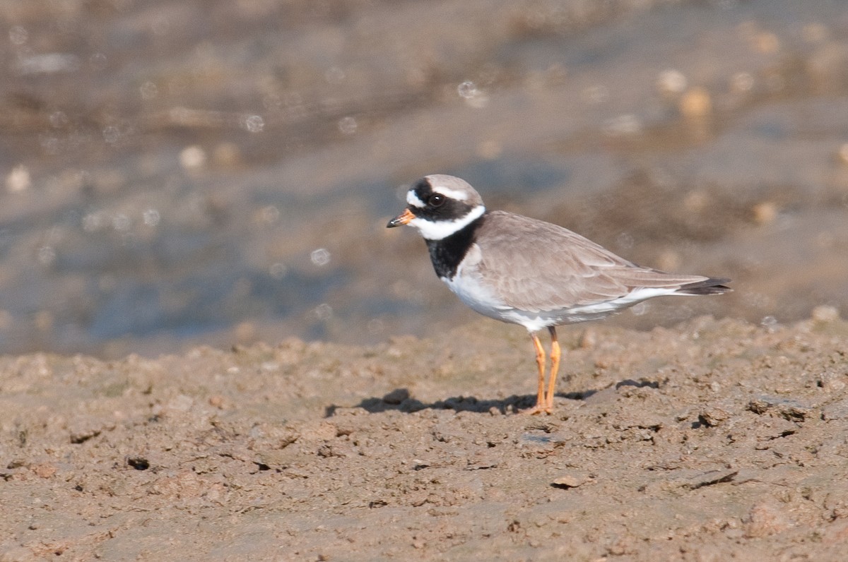 Common Ringed Plover - ML304311021