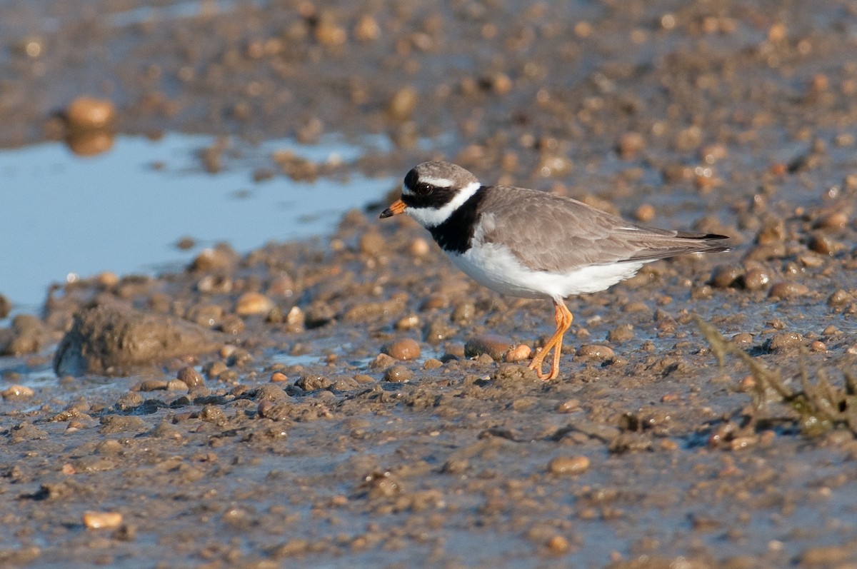 Common Ringed Plover - ML304311031