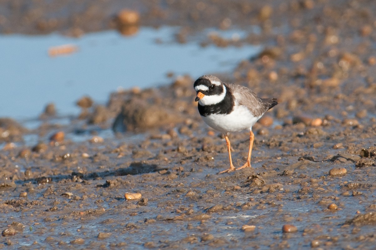 Common Ringed Plover - ML304311041