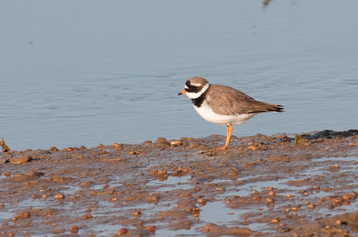 Common Ringed Plover - ML304311051