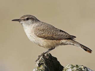  - Rock Wren