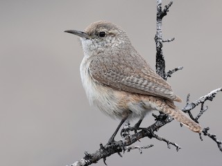  - Rock Wren