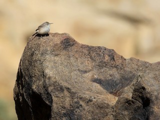  - Rock Wren (Northern)