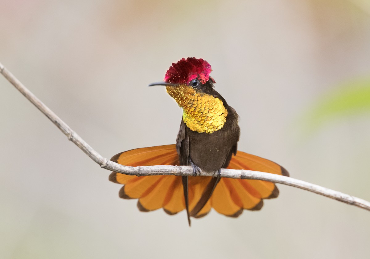 Ruby-topaz Hummingbird - ML304312901