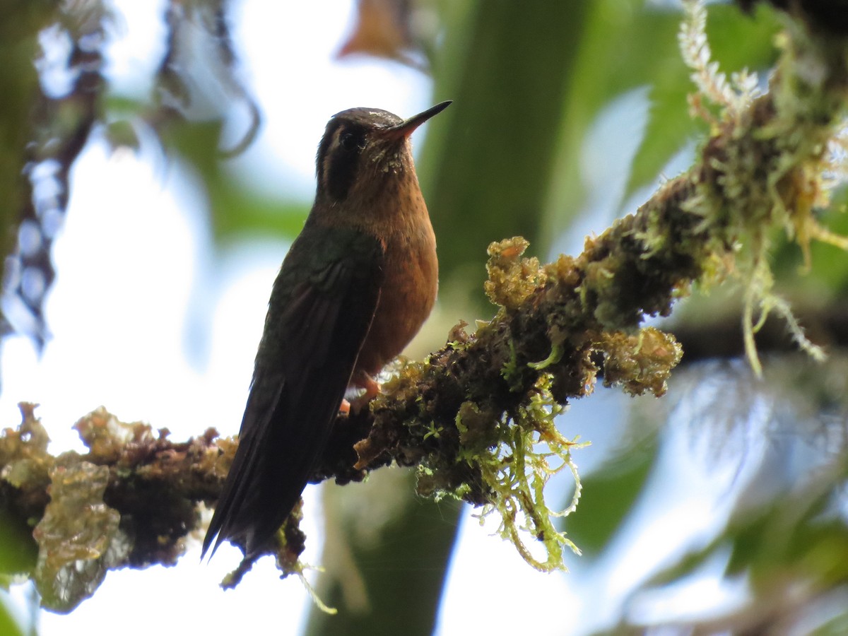 Speckled Hummingbird - Steve Juhasz