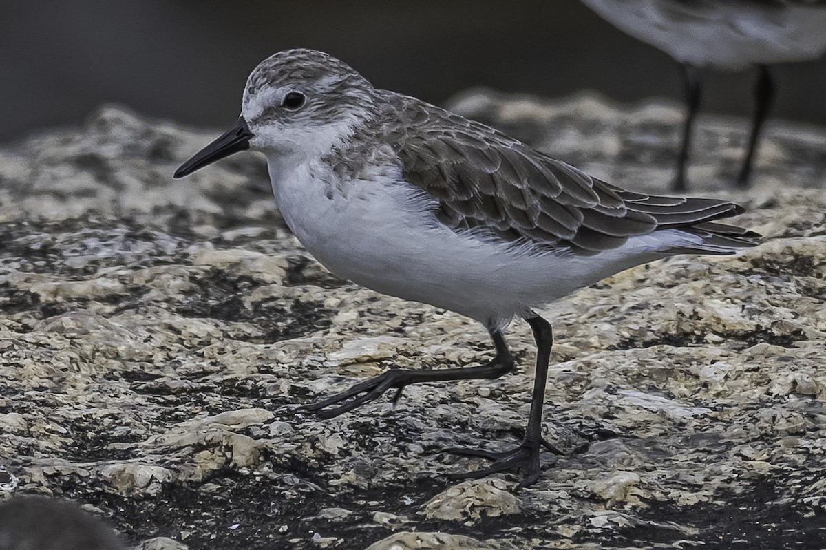 Semipalmated Sandpiper - Amed Hernández