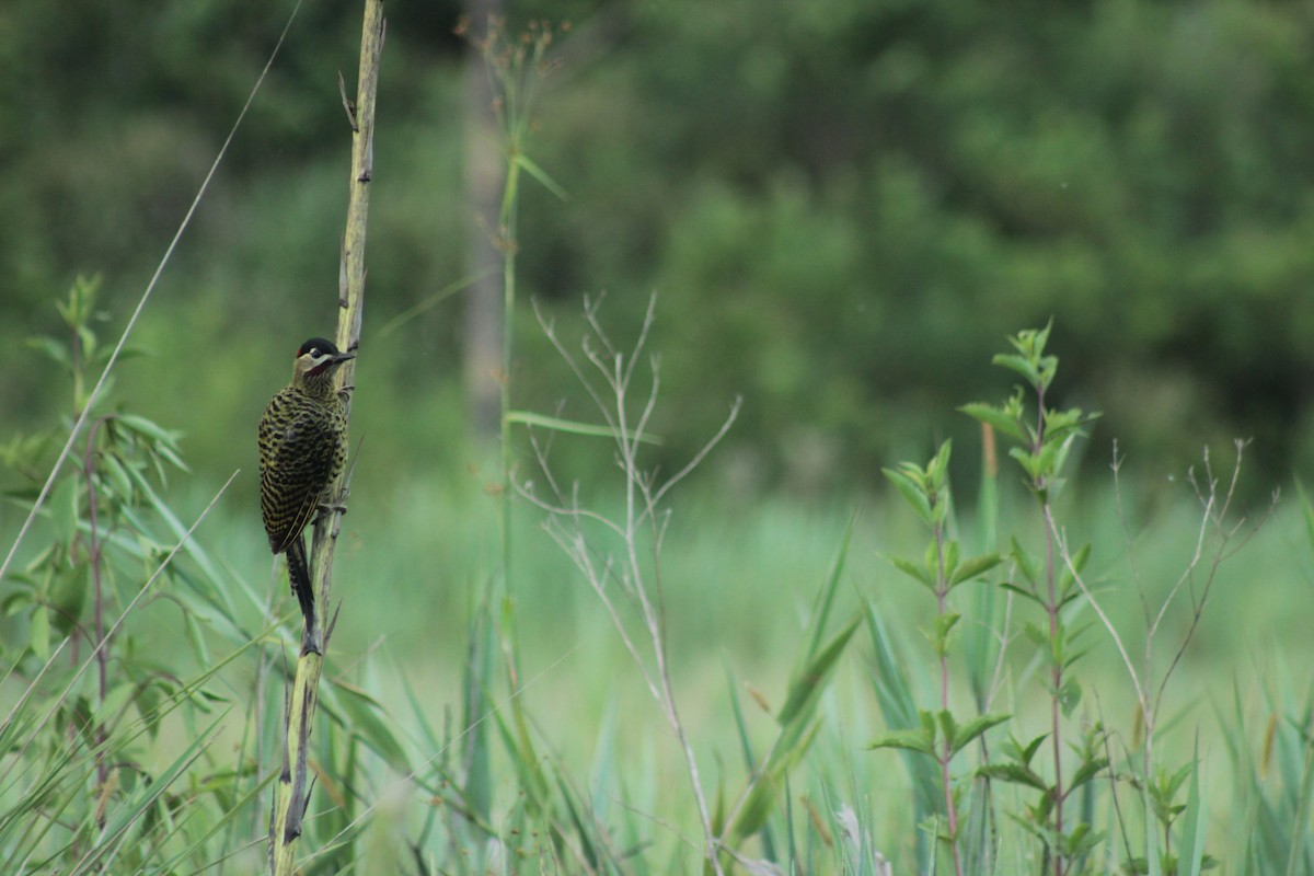 Green-barred Woodpecker - Ivan Ebrecht