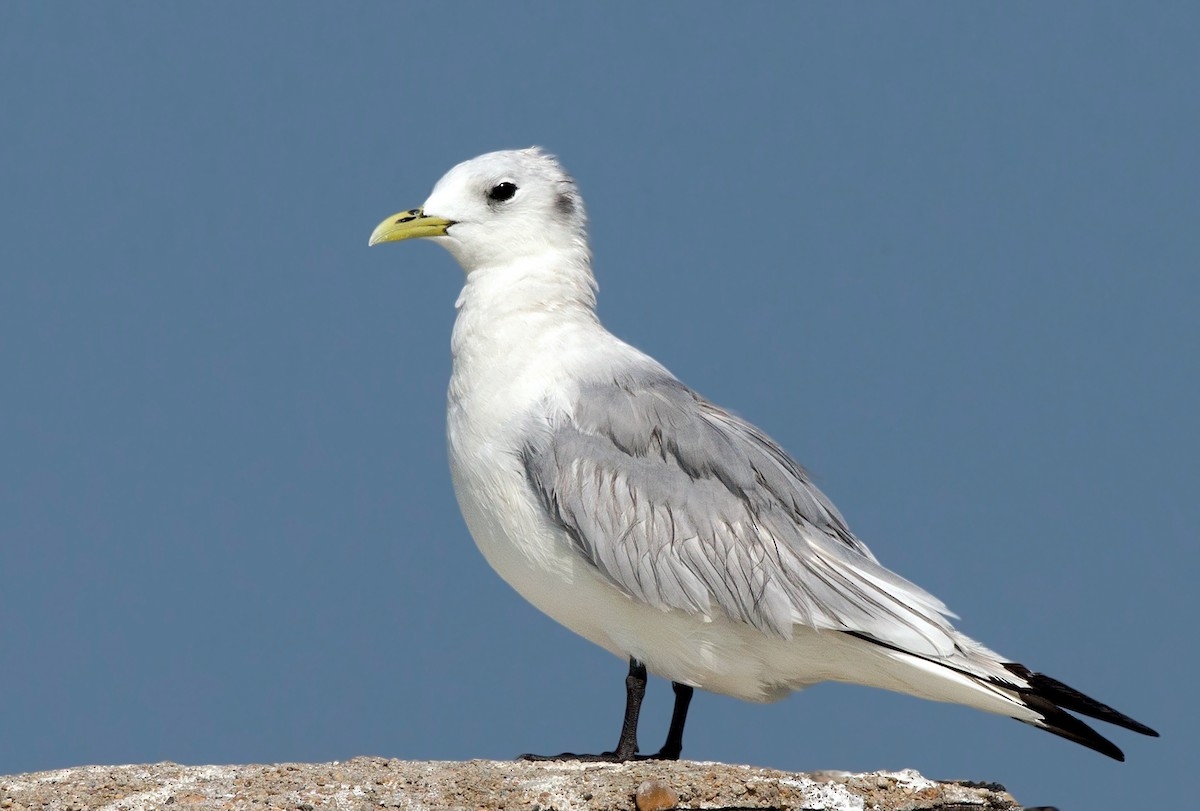 Mouette tridactyle - ML304319831