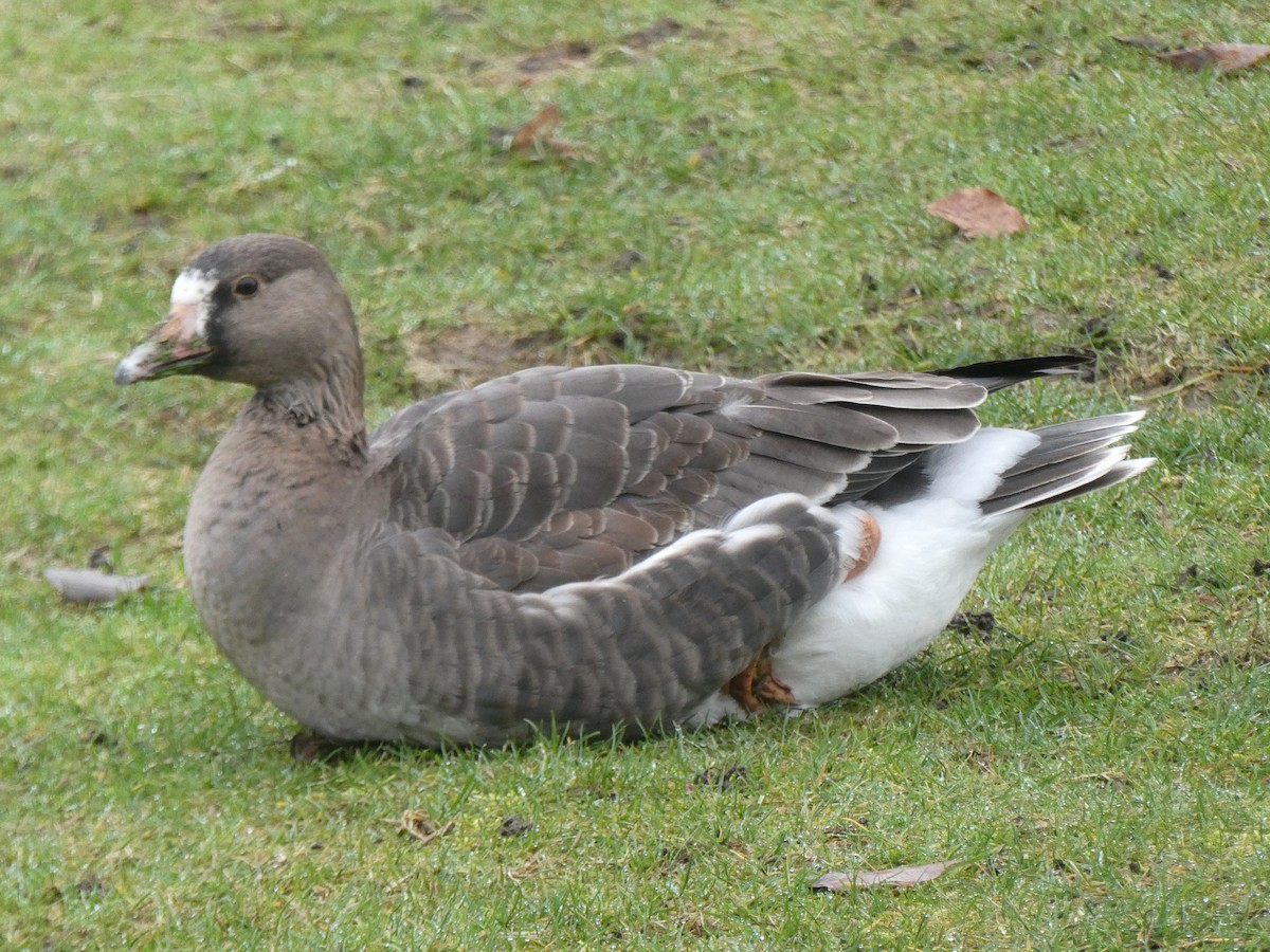 Greater White-fronted Goose - ML304321771