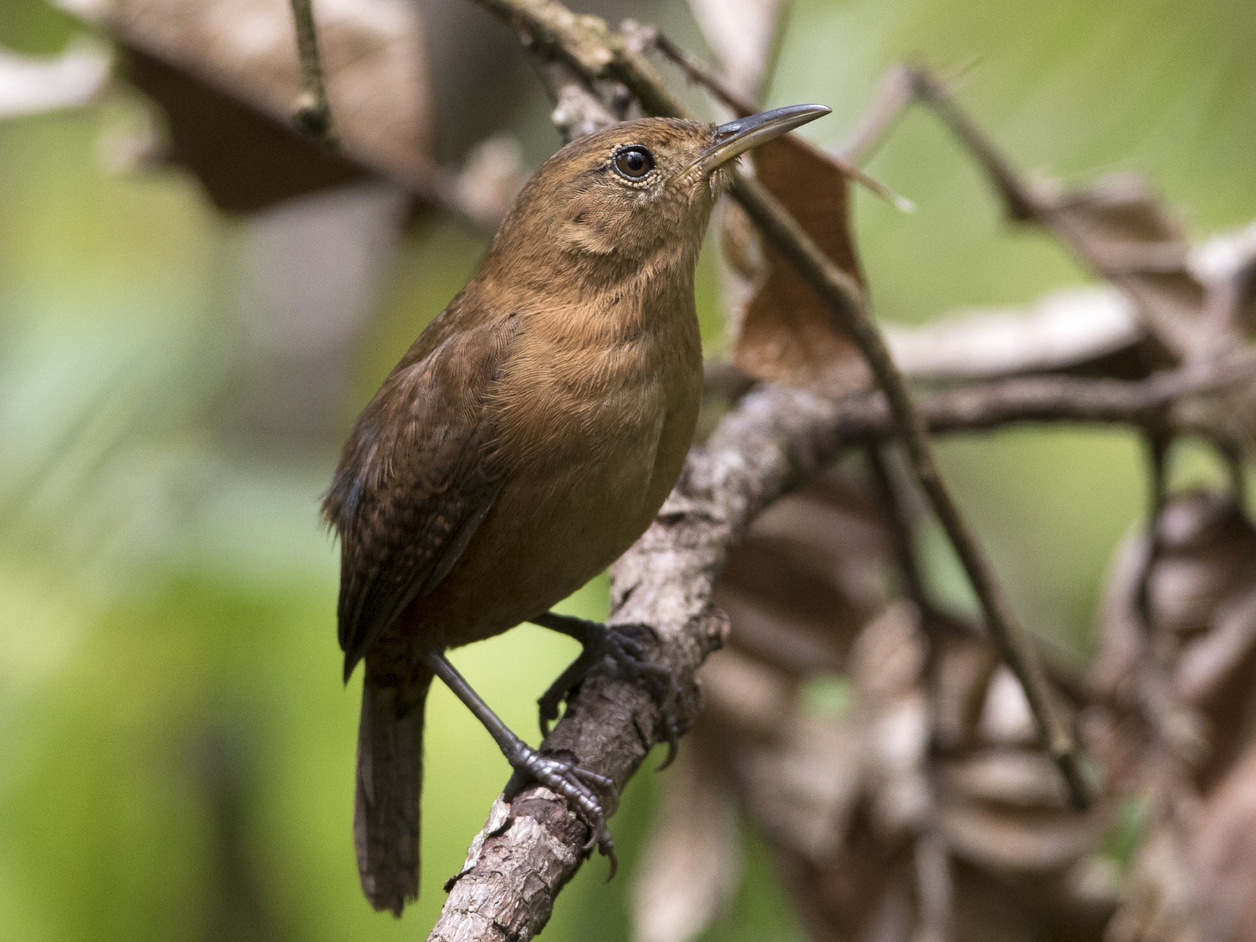 House Wren - Brian Sullivan