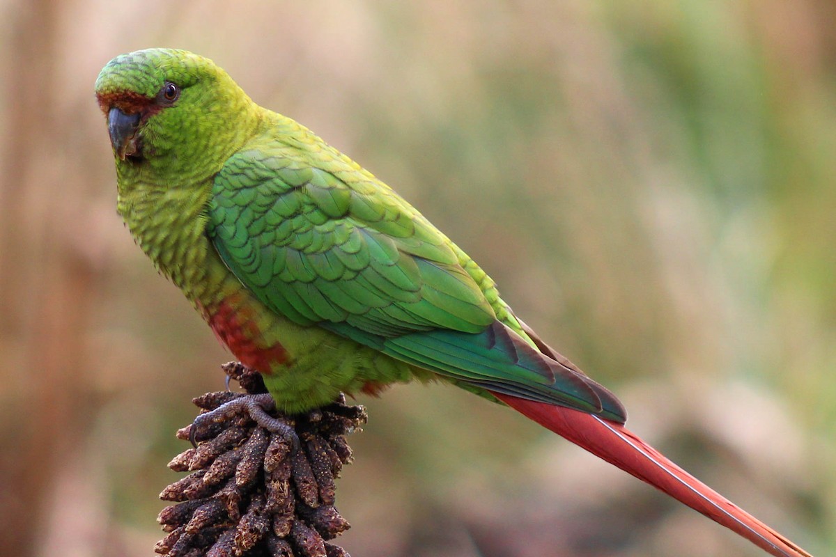 Austral Parakeet - Macarena Pérez