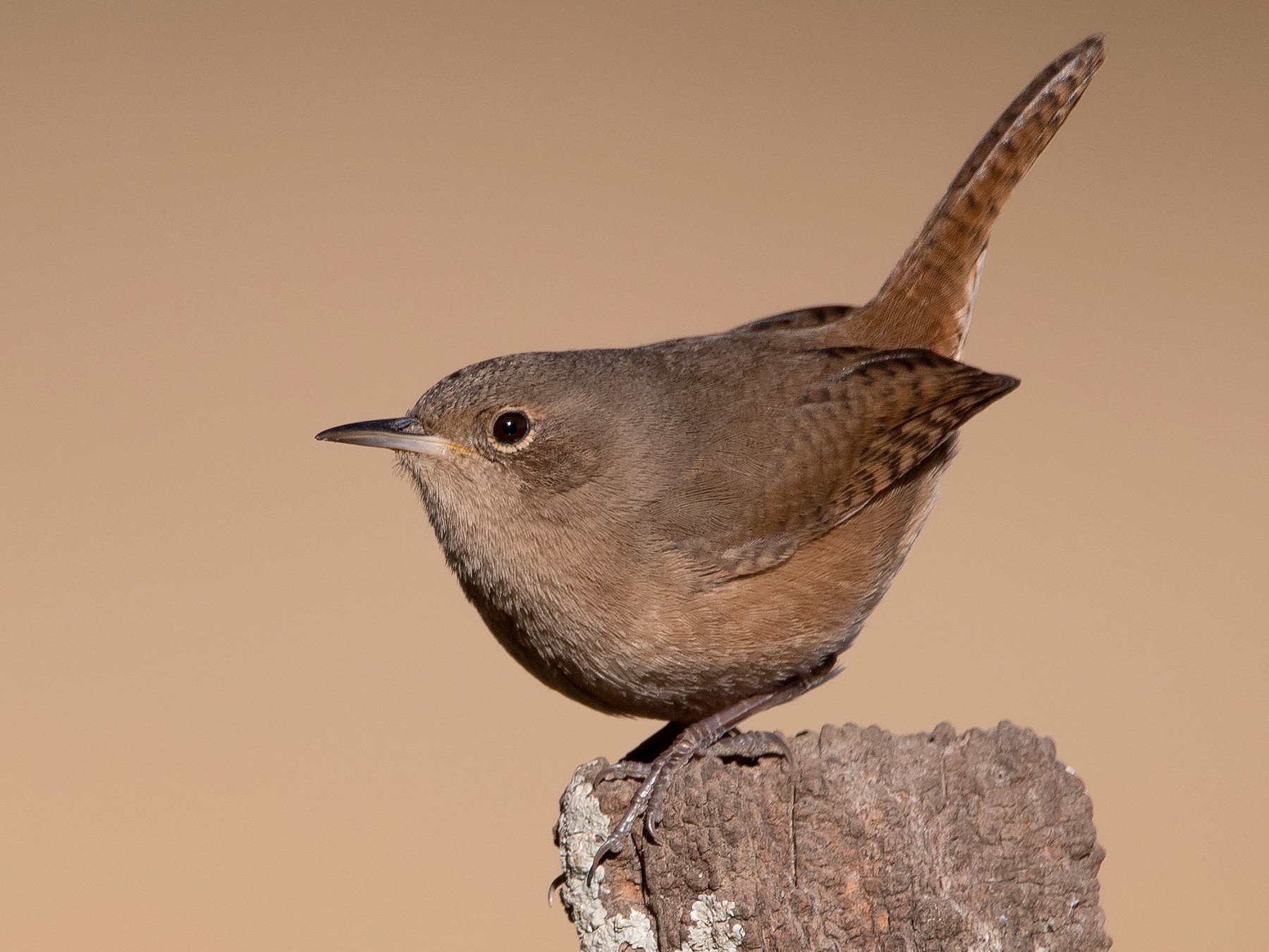 House Wren - Pablo Re