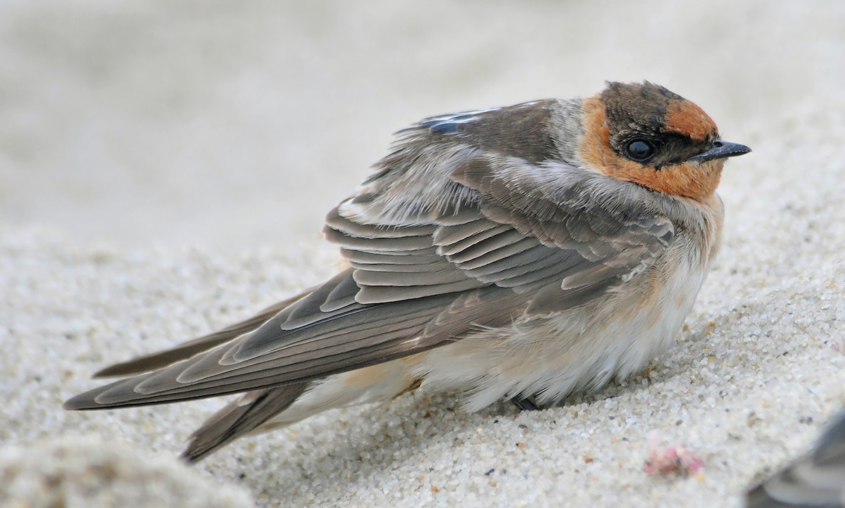 Cave Swallow - ML304326411
