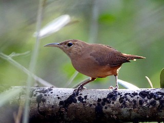 นกเต็มวัย (Grenada) - Josep del Hoyo - ML304326491