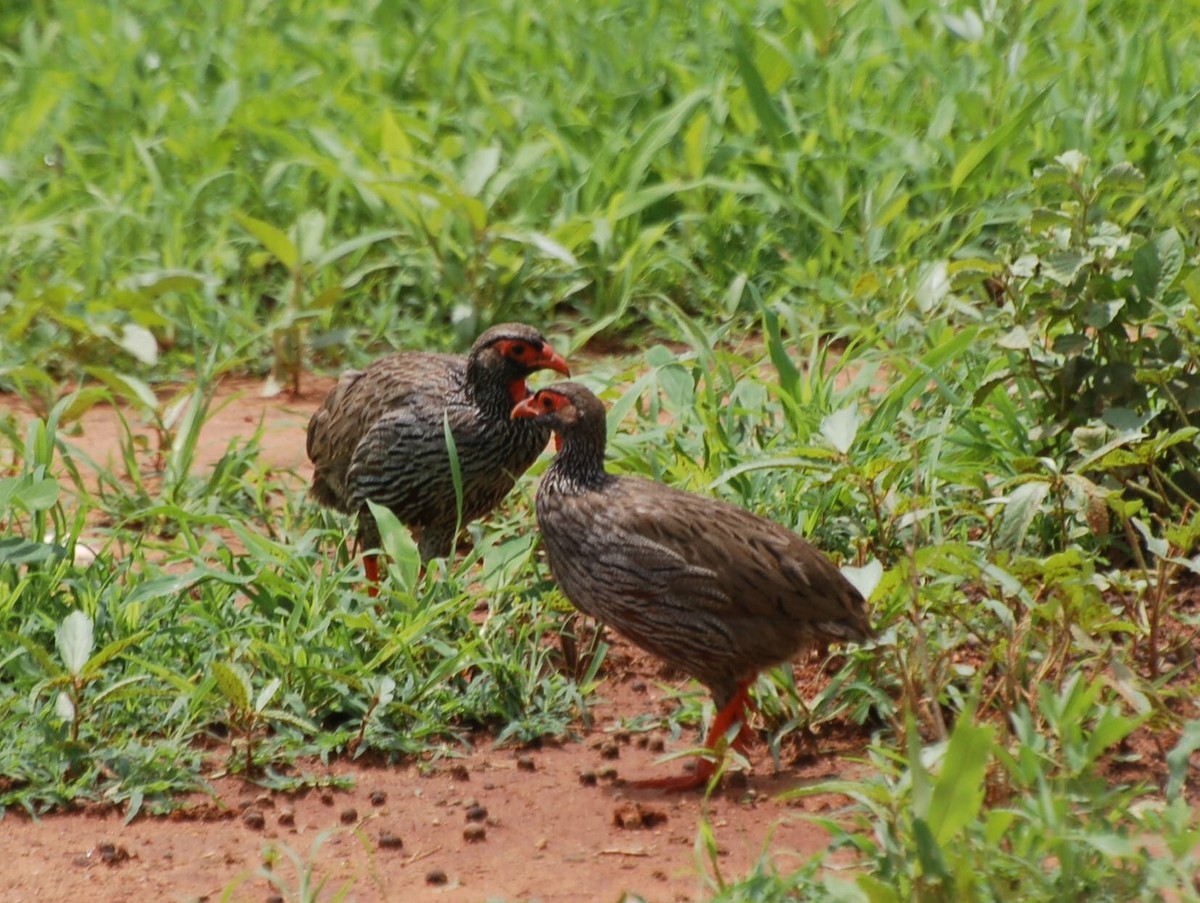 Red-necked Spurfowl - ML30432911