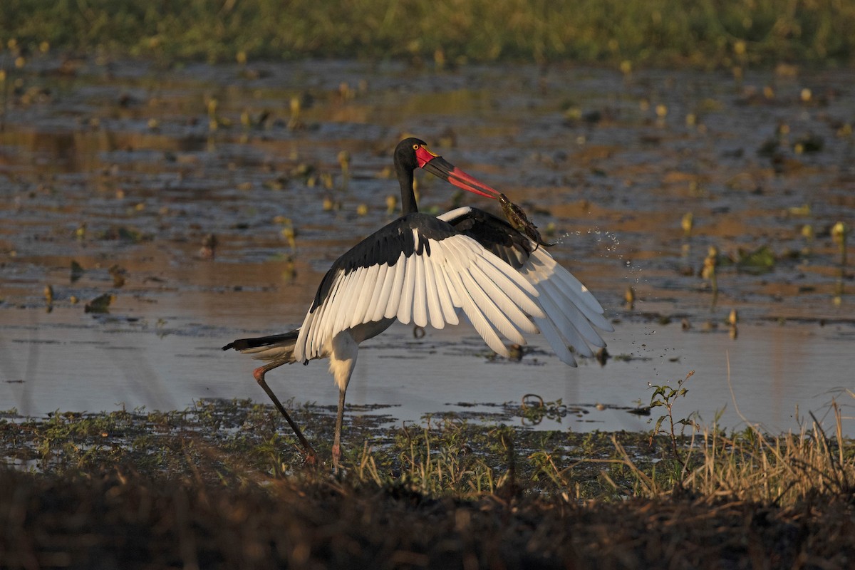 Saddle-billed Stork - Jonah Gula