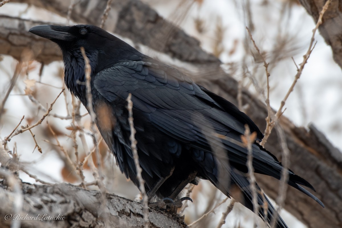 Common Raven - Richard Latuchie